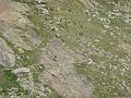 Fourcat_TER_2009 016